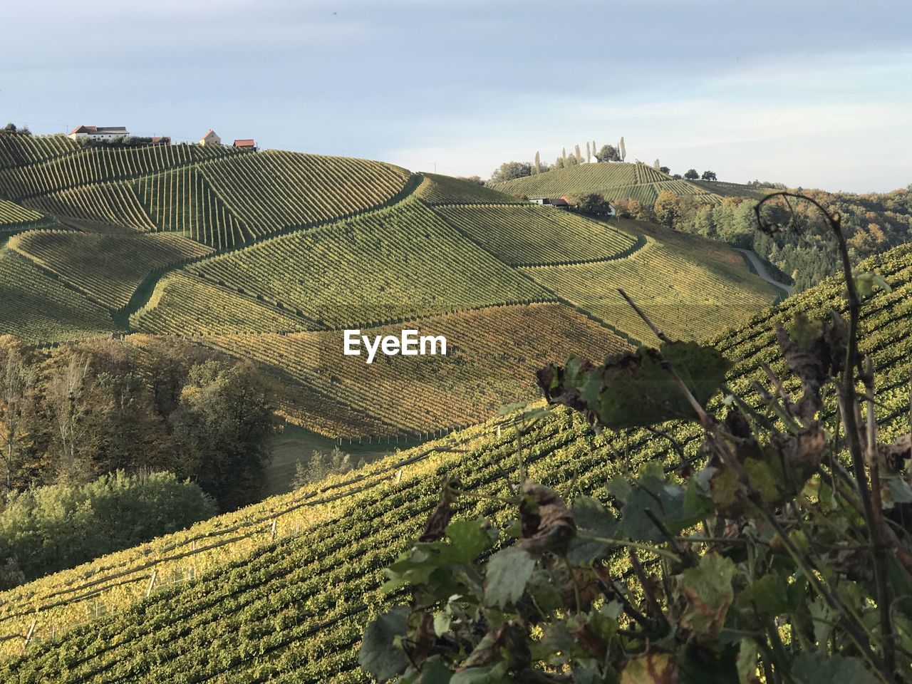 View of vineyard against sky in austrian südsteiermark steirische weinstrasse