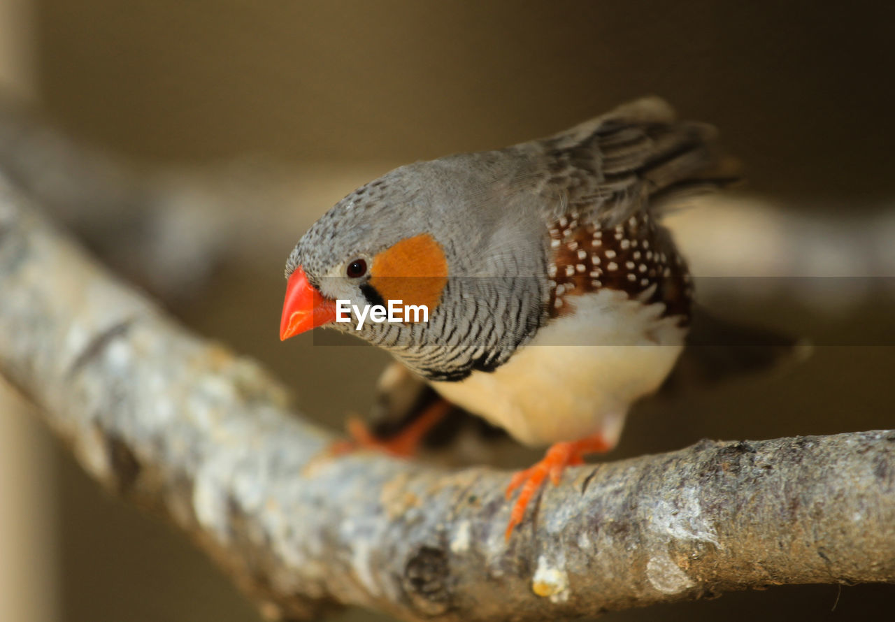 Zebra finch, wild colour