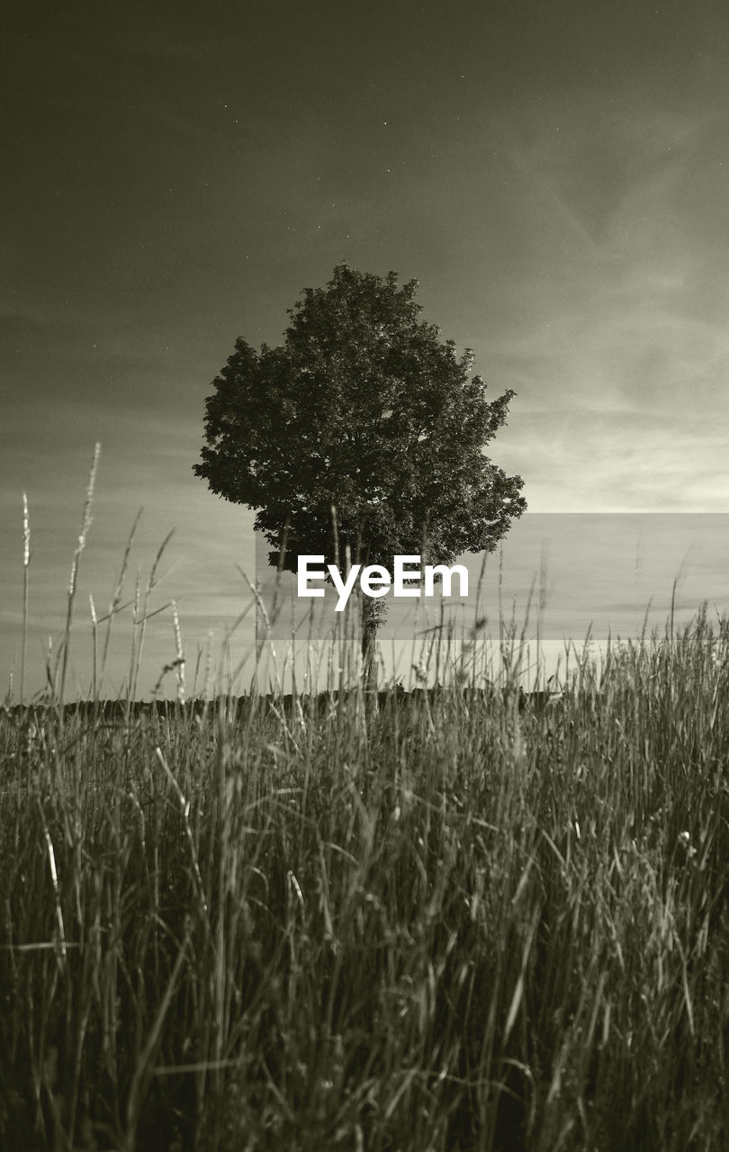 TREES ON FIELD AGAINST SKY