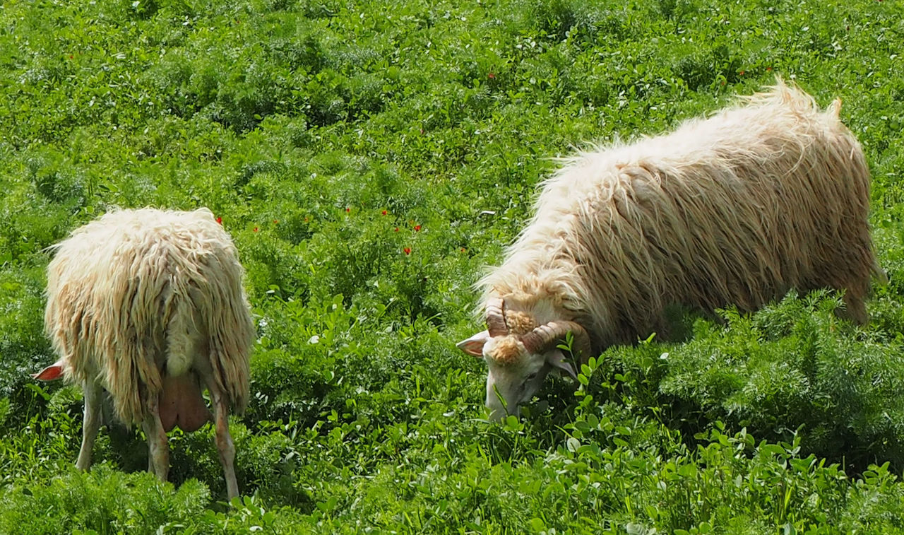 SHEEP GRAZING ON GRASS FIELD