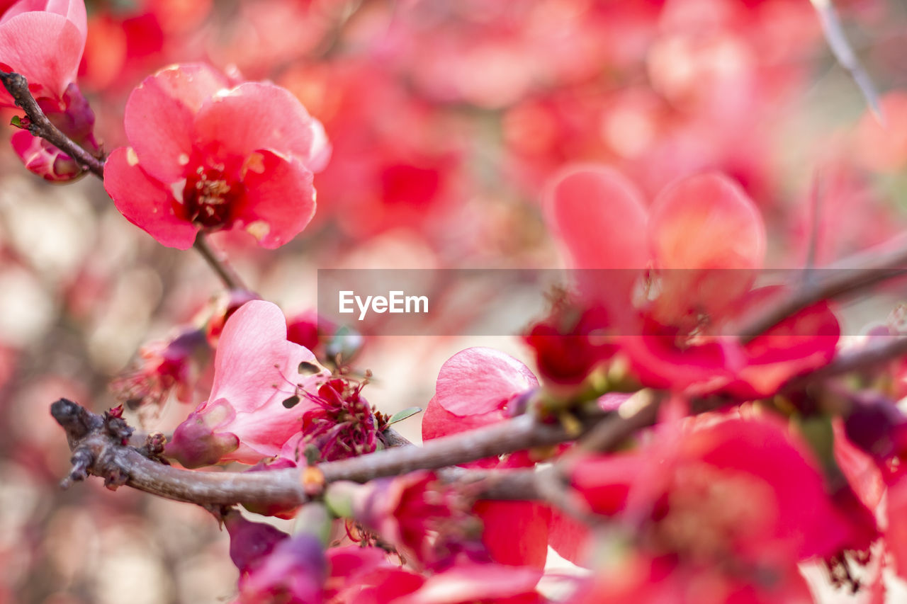 CLOSE-UP OF PINK CHERRY BLOSSOMS