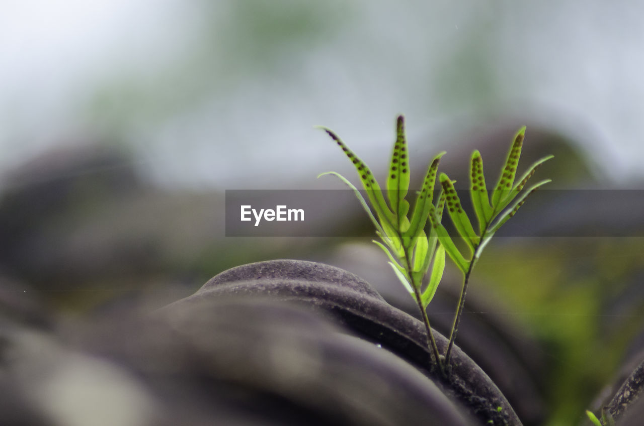 plant, leaf, close-up, growth, nature, plant part, green, flower, macro photography, grass, no people, beauty in nature, selective focus, freshness, food, environment, outdoors, plant stem, food and drink, agriculture, day, land, branch, vegetable, botany, landscape, focus on foreground, tree, beginnings