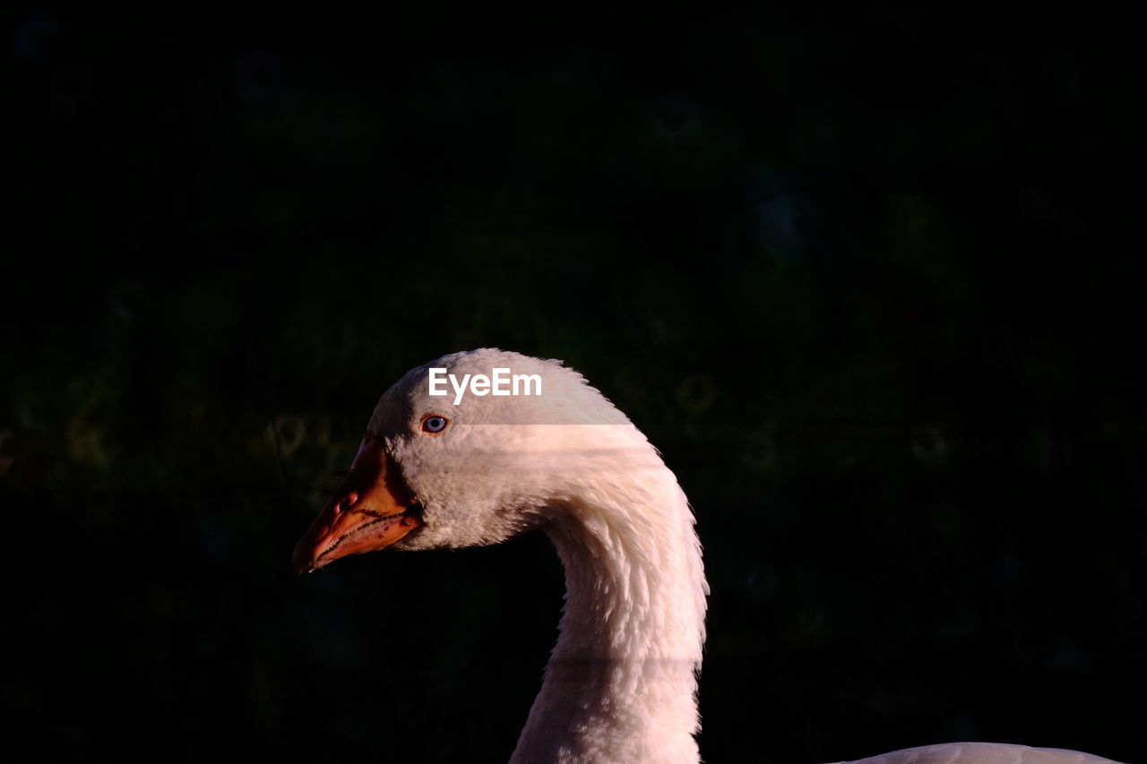 Close-up of goose at night