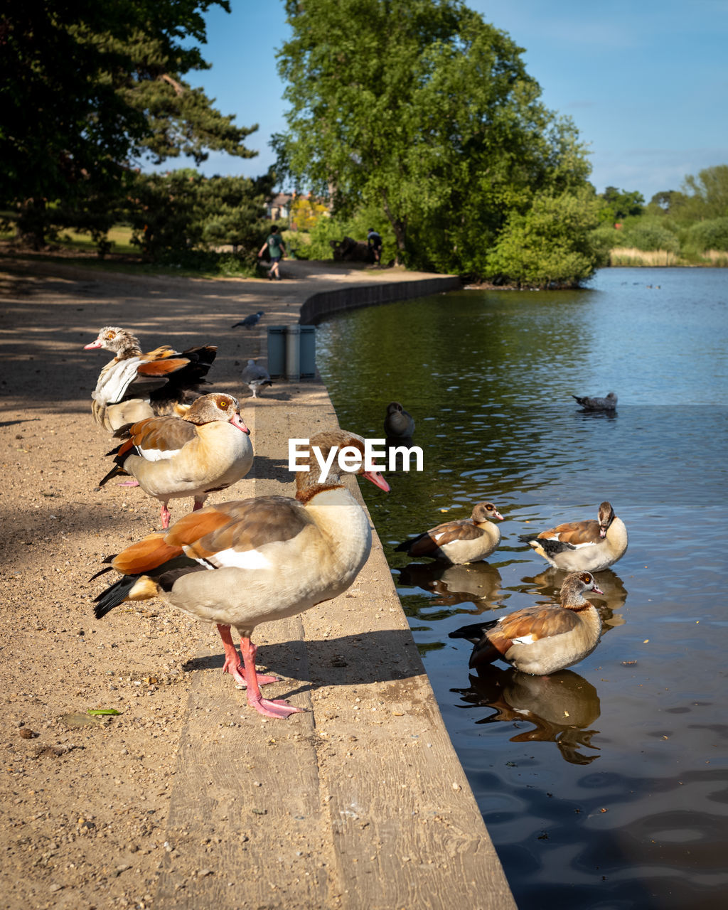 Egptian geese at the edge of the lake on petersfield heath, hampshire, england, uk