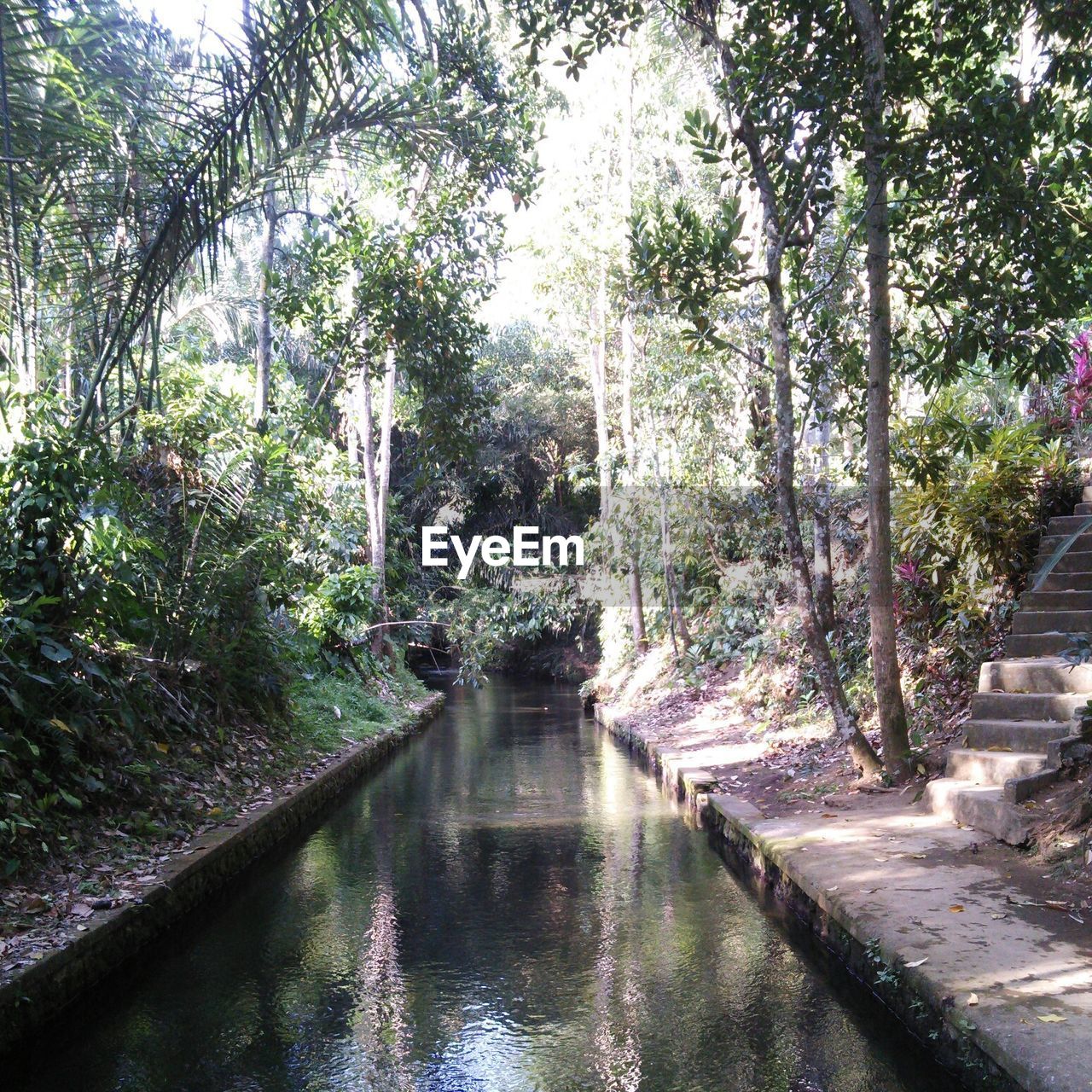 TREES GROWING IN WATER