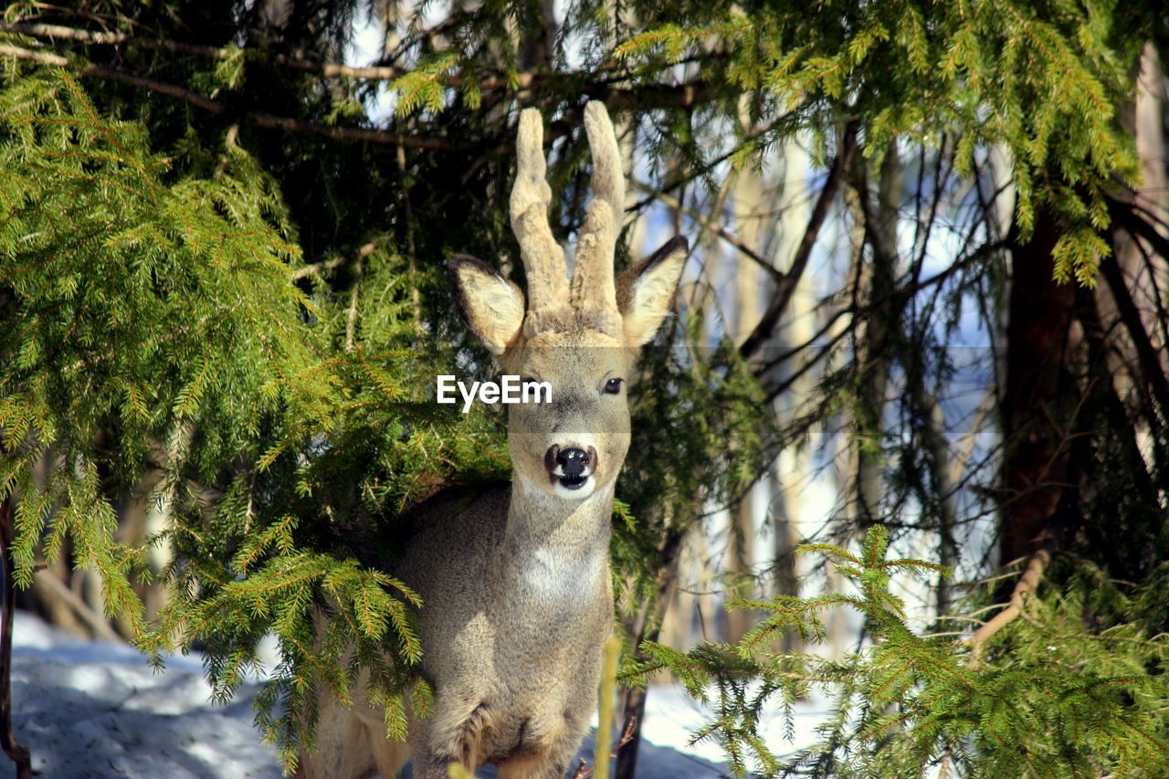 Portrait of deer in forest
