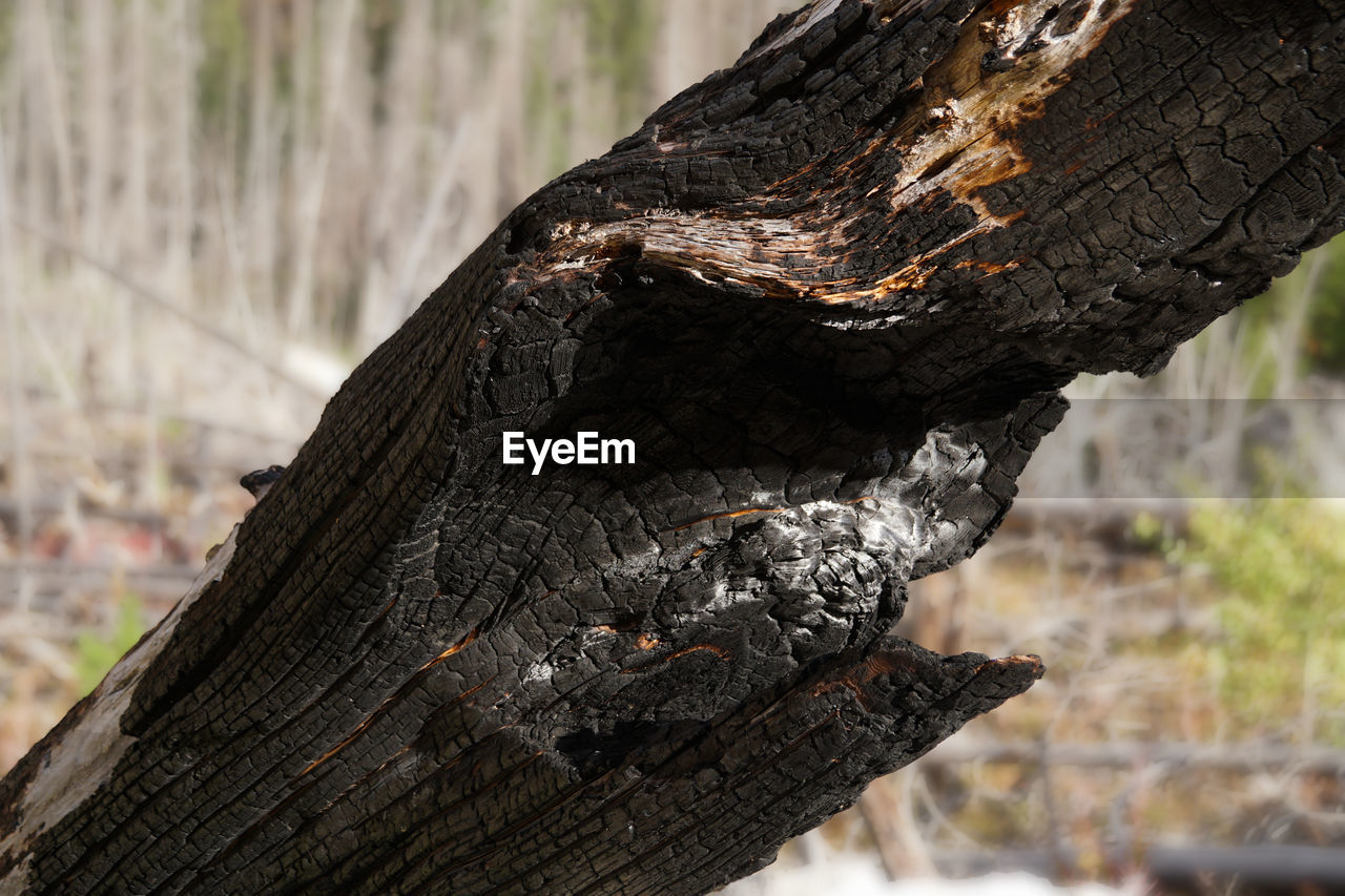 CLOSE-UP OF LIZARD TREE TRUNK