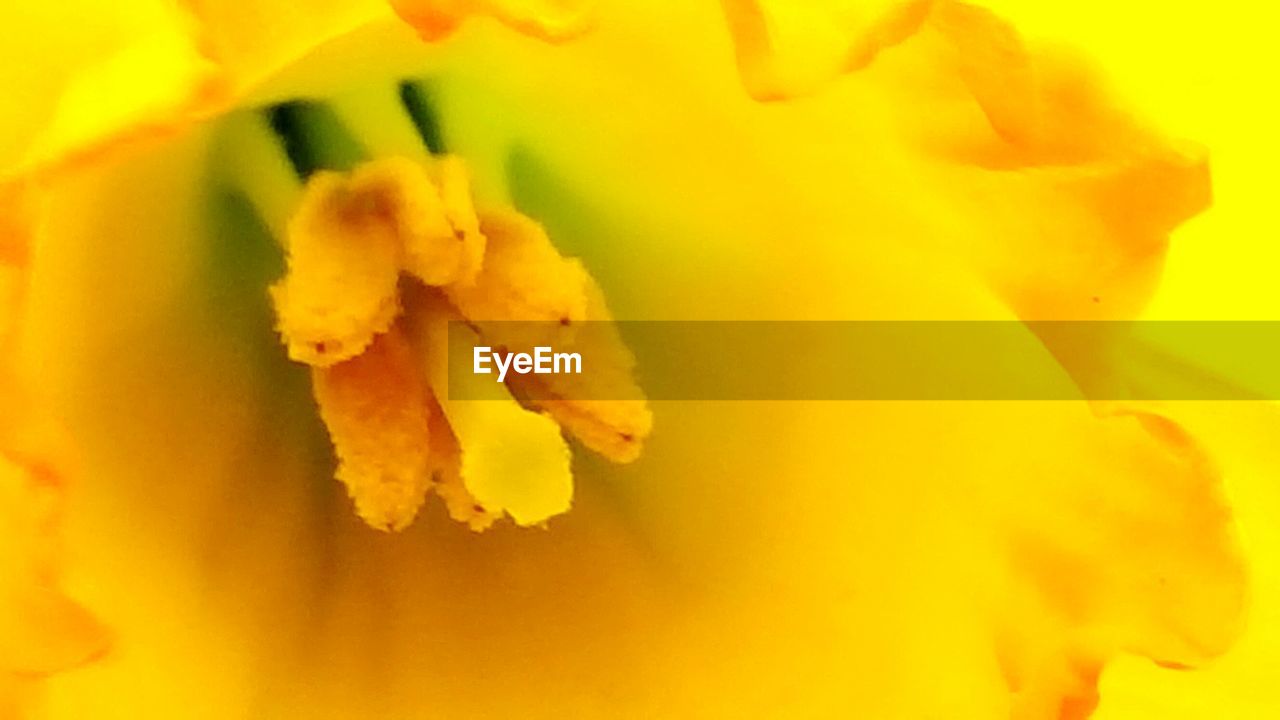 CLOSE-UP OF YELLOW FLOWERS