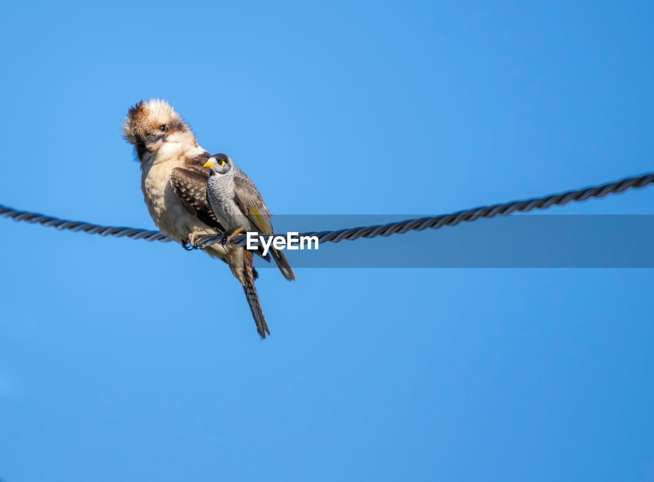 LOW ANGLE VIEW OF BIRD PERCHING ON ROPE AGAINST BLUE SKY