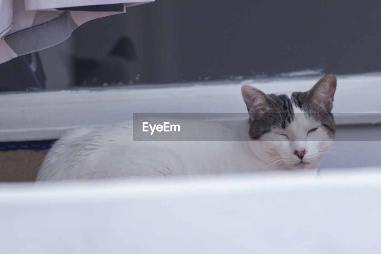 CLOSE-UP OF A CAT SLEEPING ON A FLOOR