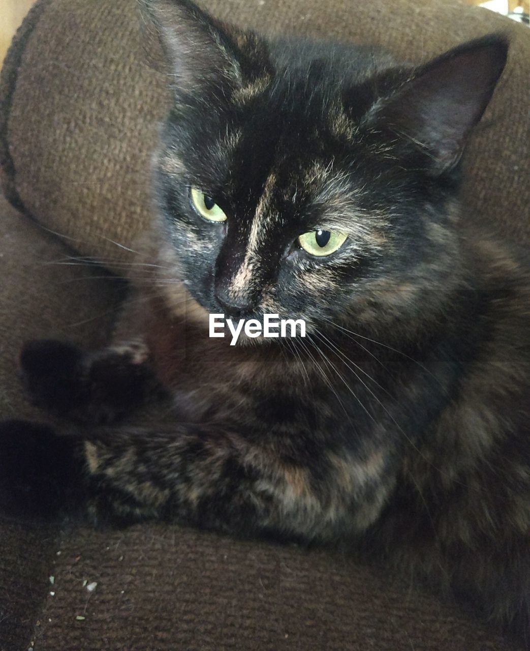 CLOSE-UP PORTRAIT OF CAT ON BLANKET