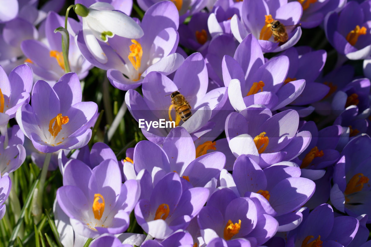 close-up of purple flowering plant