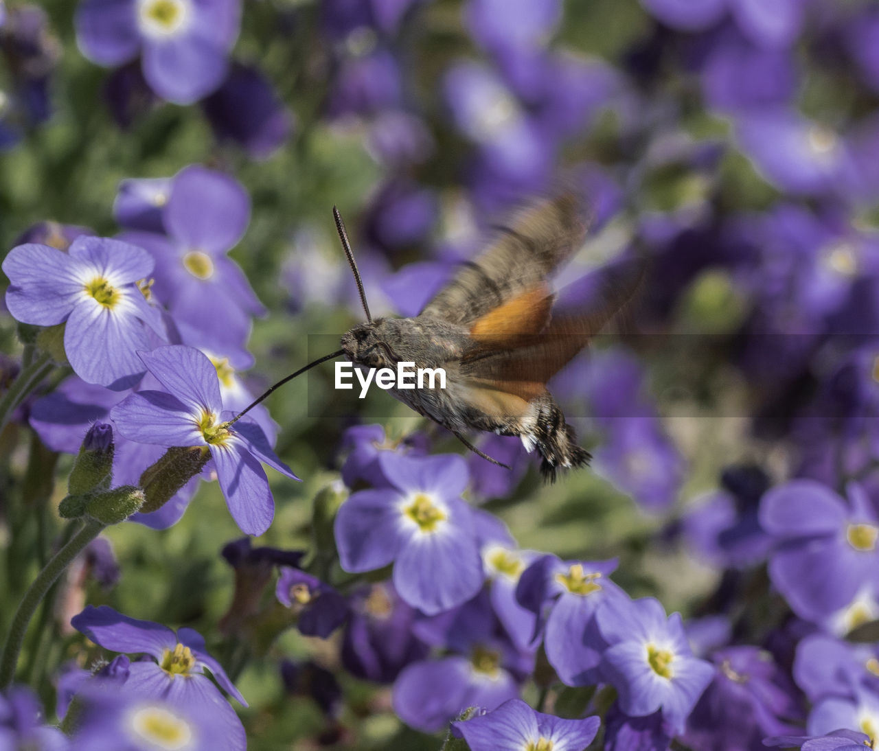 Close-up of flying butterfly pollinating on purple flower