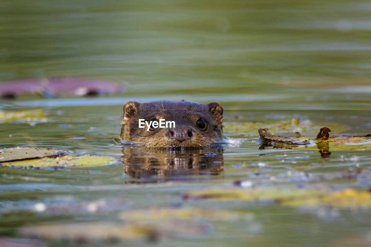 The otter swimming on the drava river