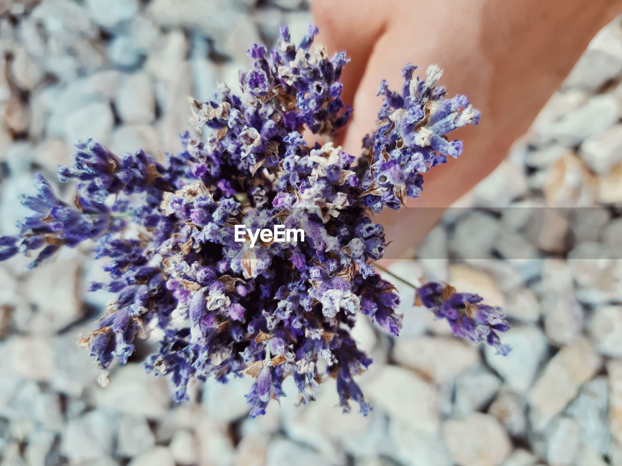 Midsummer lavender harvest - embroidery, journaling, gardening