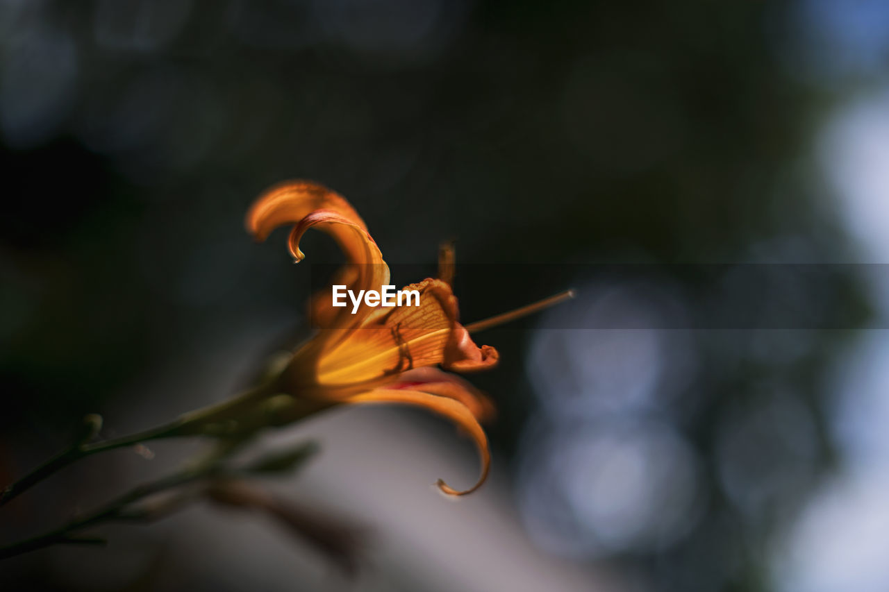 Close-up of flower against blurred background