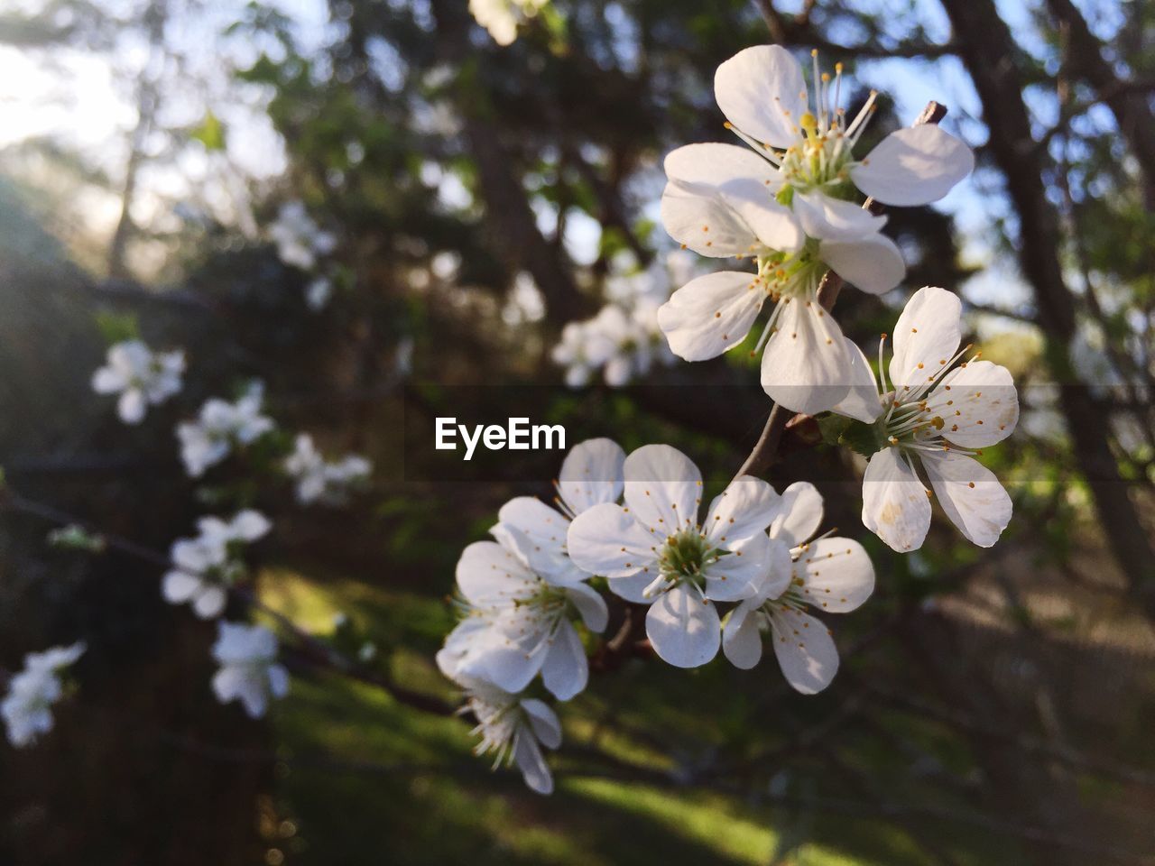 APPLE BLOSSOMS IN SPRING