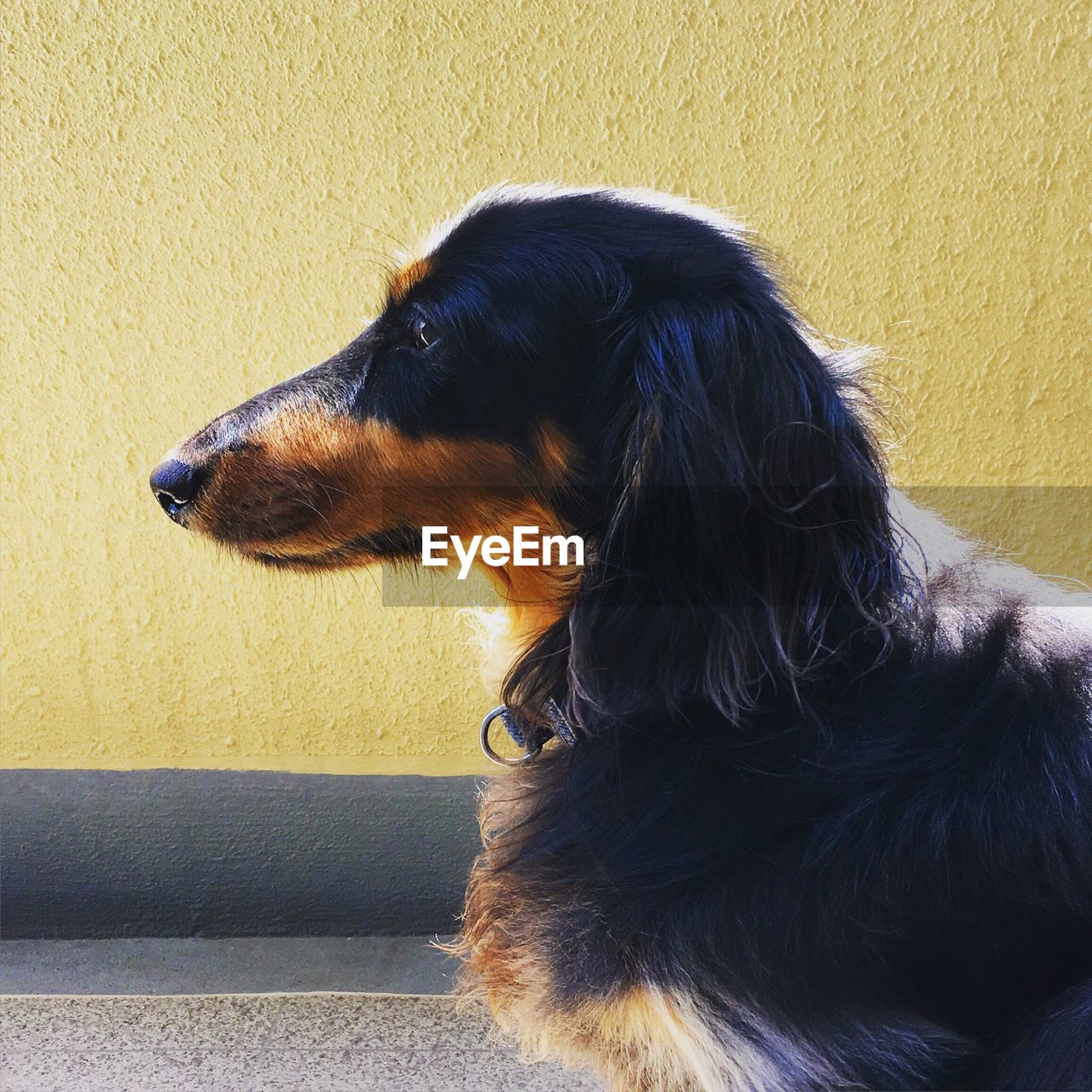 Dachshund by yellow wall