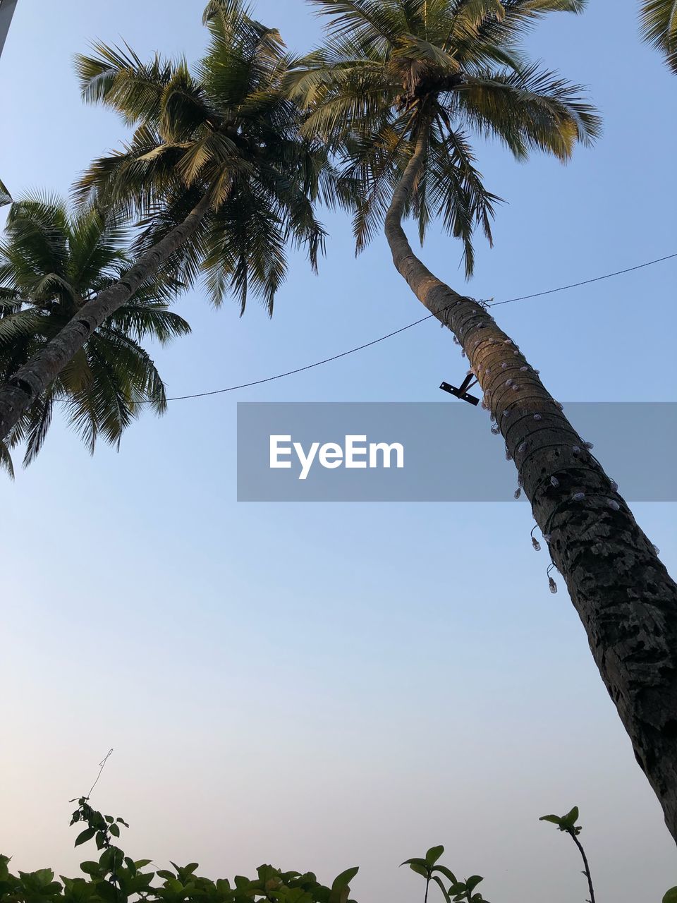 LOW ANGLE VIEW OF COCONUT PALM TREE AGAINST SKY