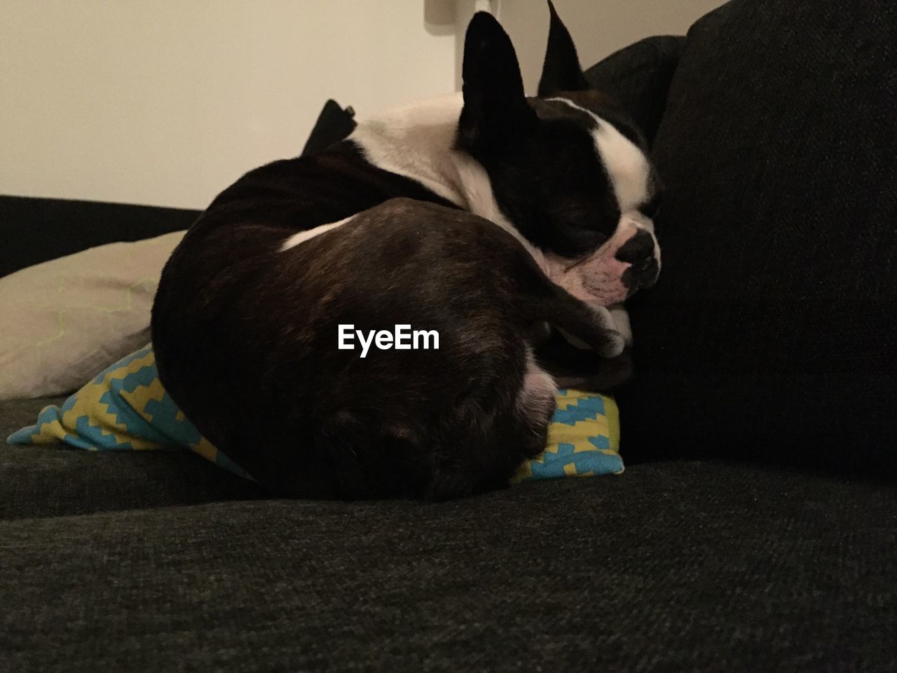 DOGS SITTING ON BED