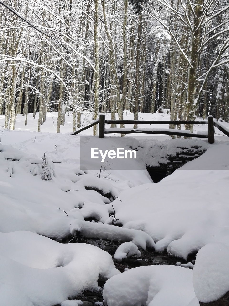 SNOW COVERED BARE TREE