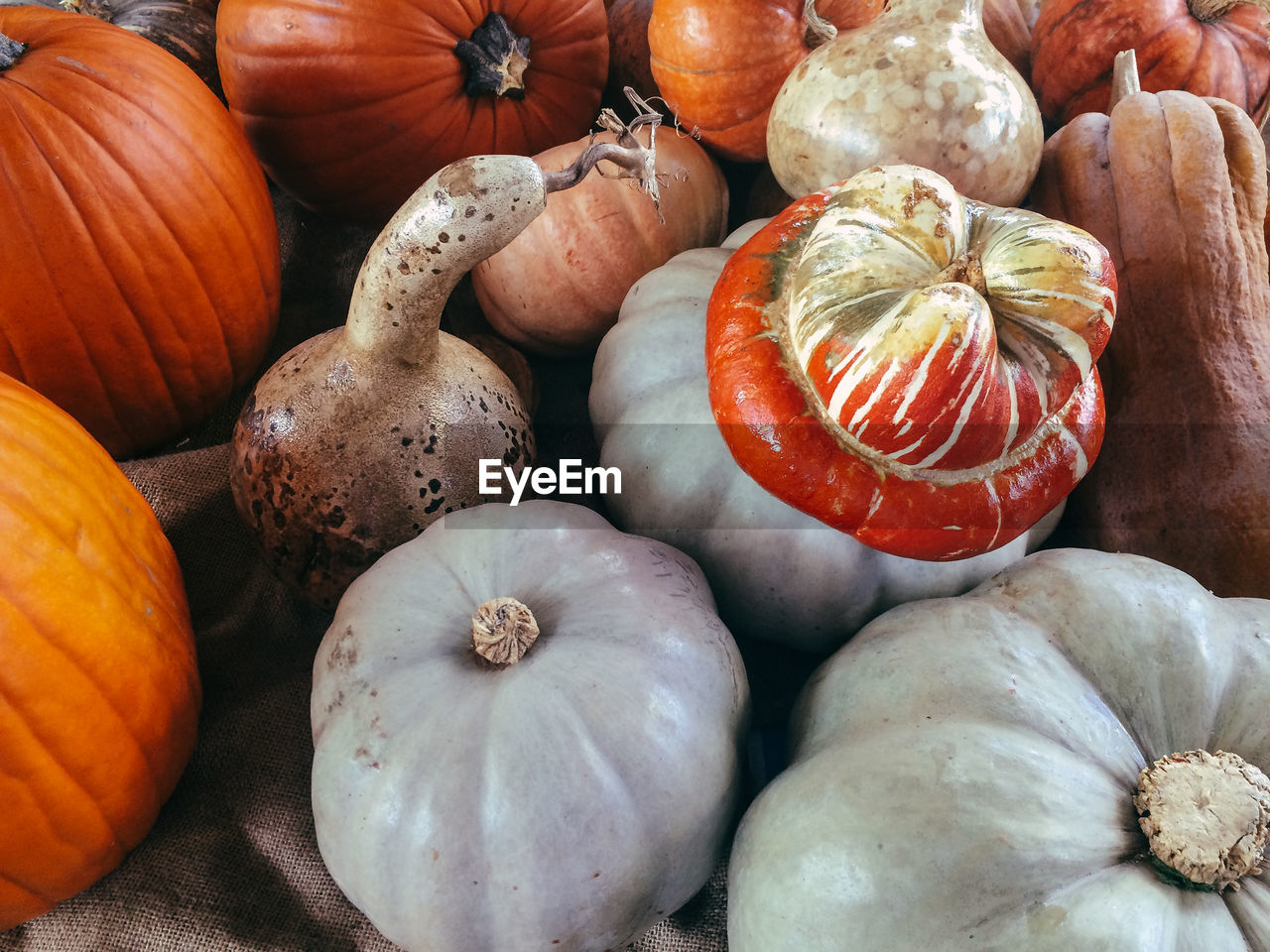 High angle view of pumpkins on floor