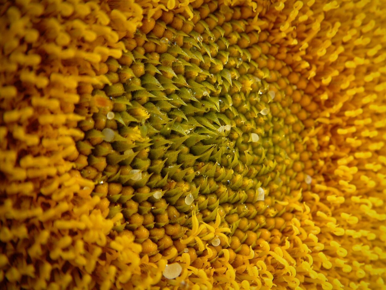 Extreme close-up of sunflower