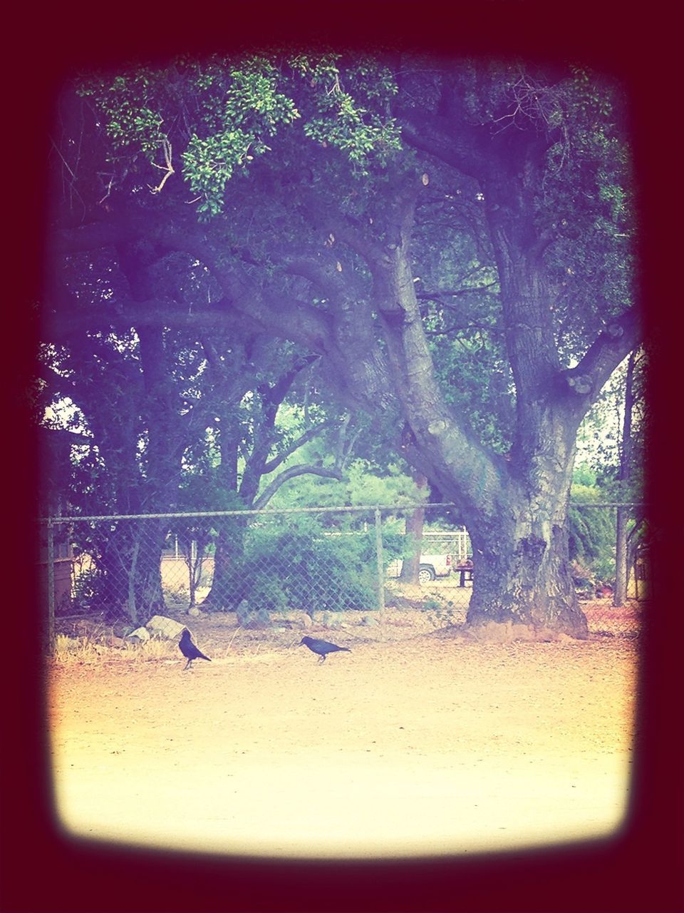 VIEW OF TREES