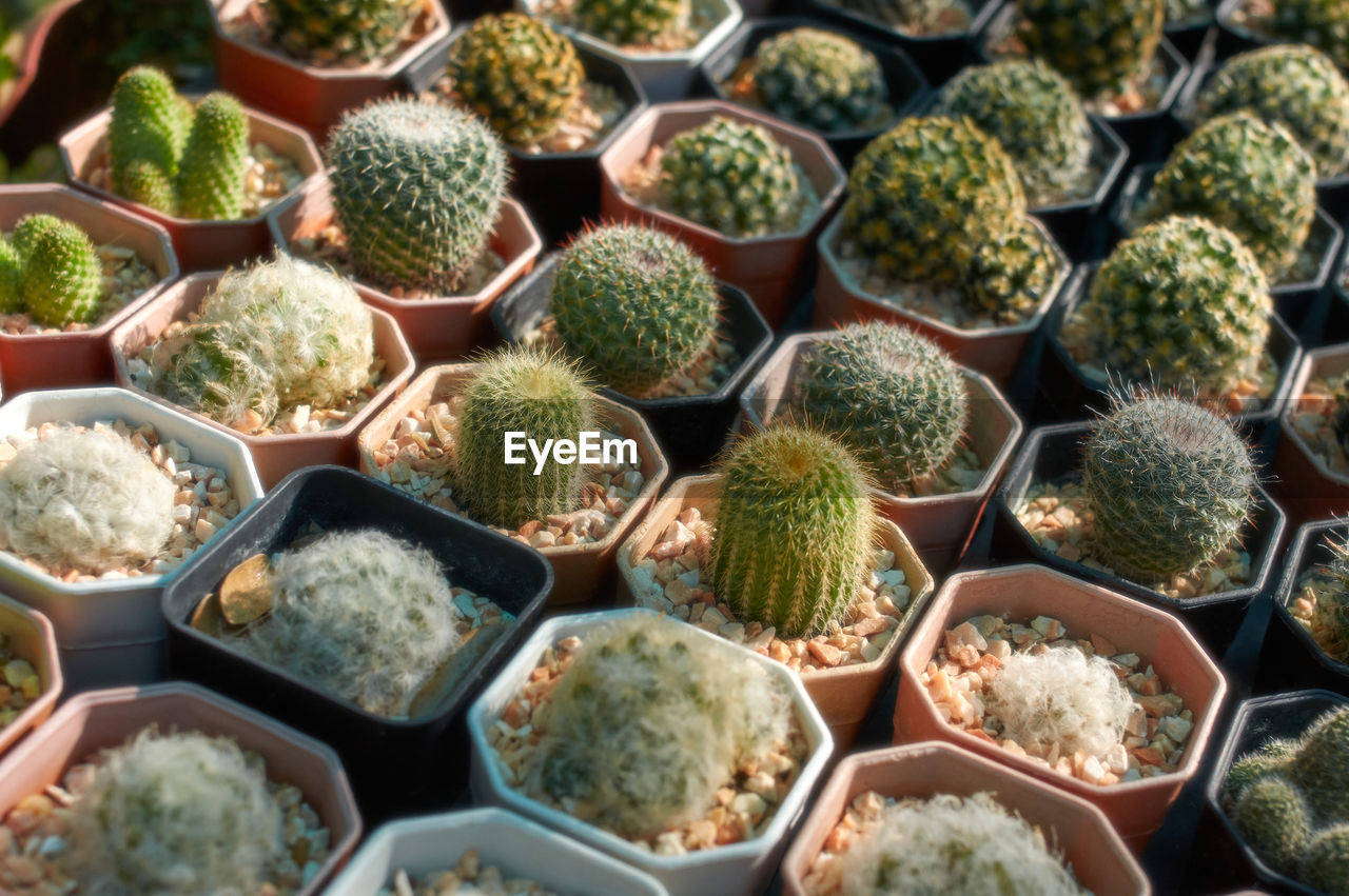 cactus, succulent plant, plant, growth, large group of objects, no people, full frame, abundance, food and drink, food, green, in a row, market, nature, retail, backgrounds, variation, freshness, thorn, day, high angle view, outdoors, for sale, arrangement, beauty in nature, healthy eating, wellbeing, botany, order, business, flower, potted plant, spiked, agriculture, market stall, repetition