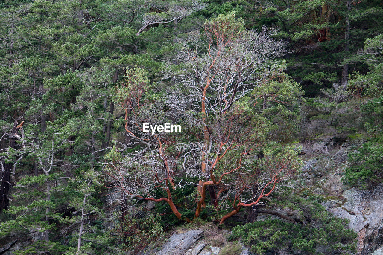 HIGH ANGLE VIEW OF PLANTS GROWING ON LAND