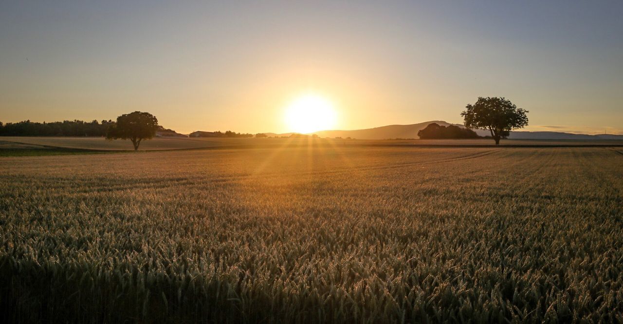 Scenic view of field against sky during sunset