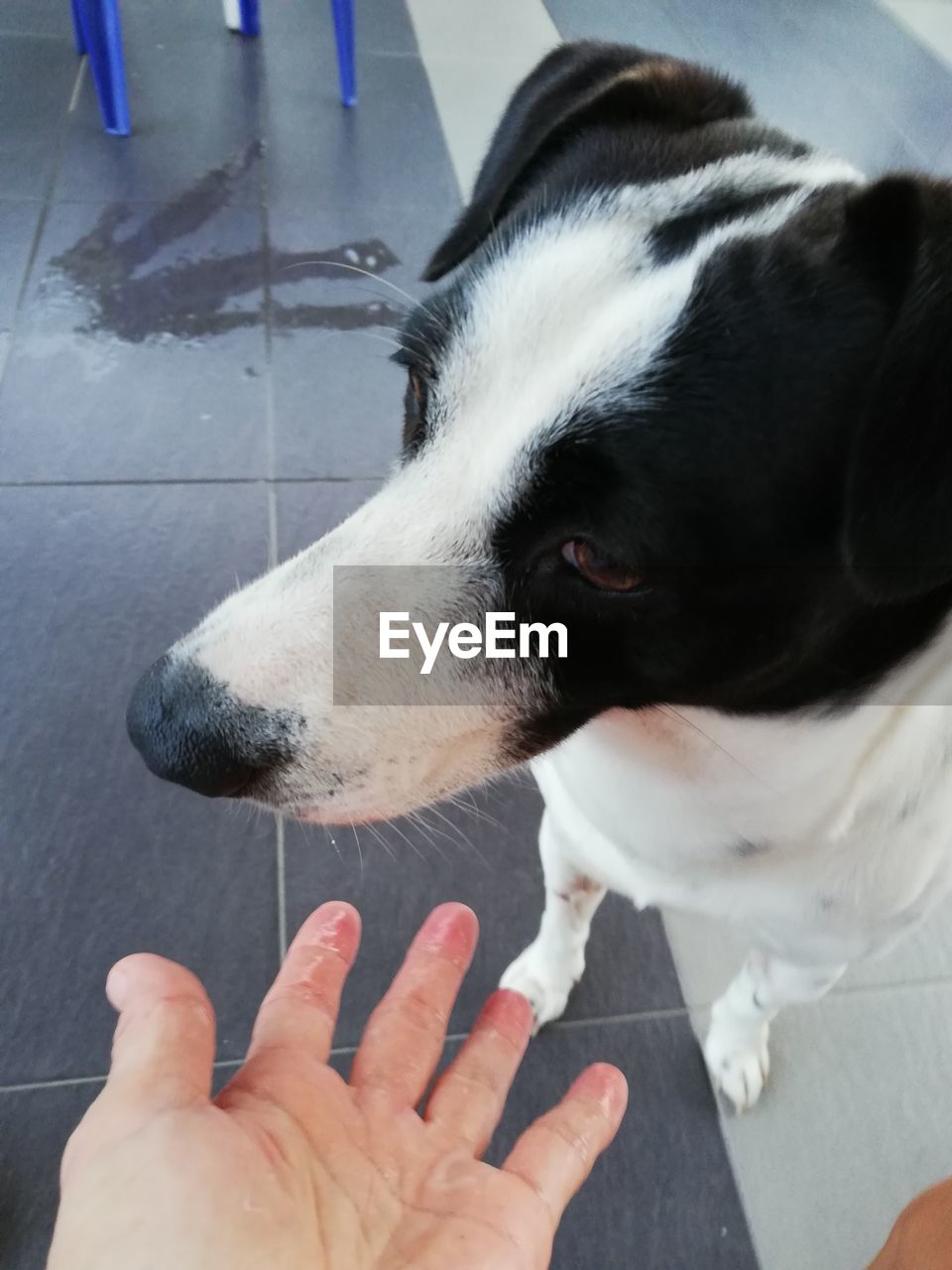 CLOSE-UP OF DOG WITH HAND ON FLOOR