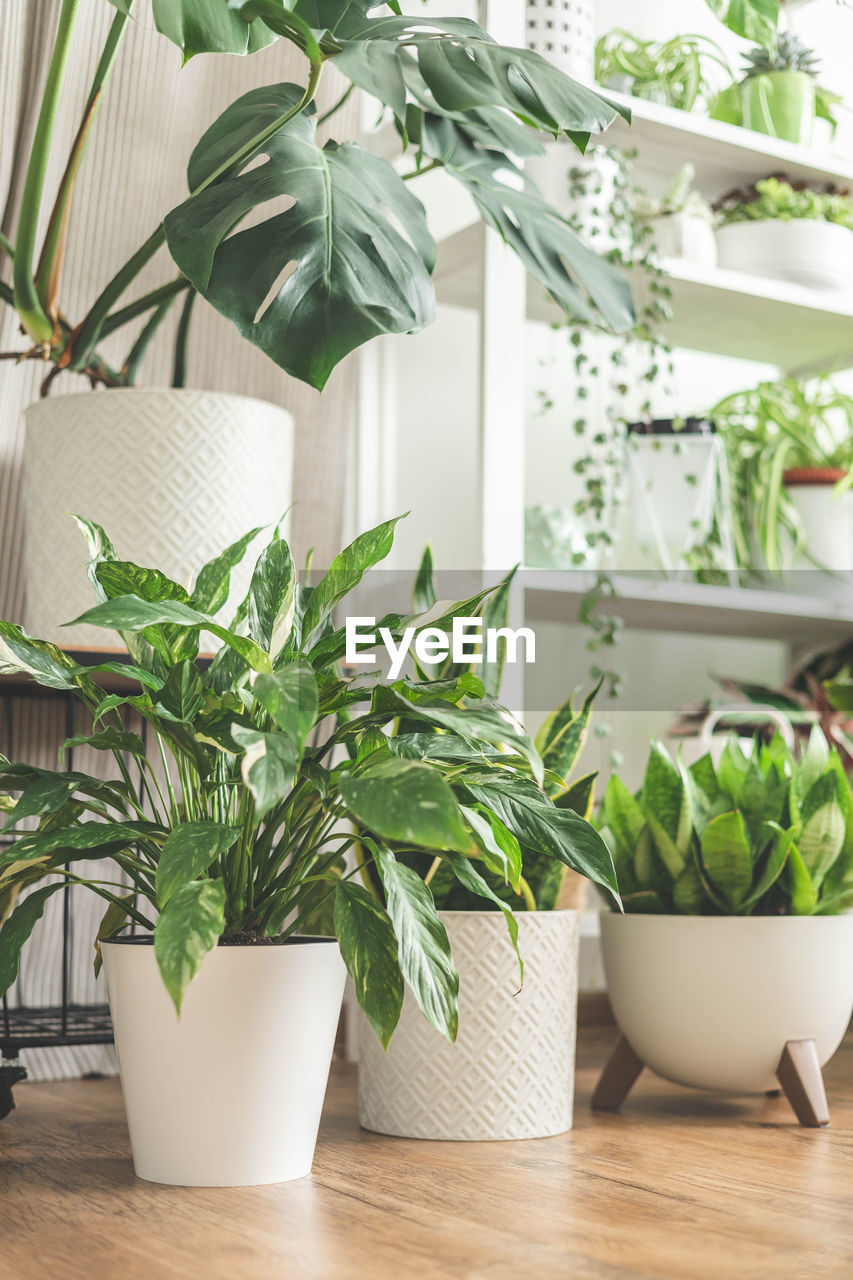 potted plants on table