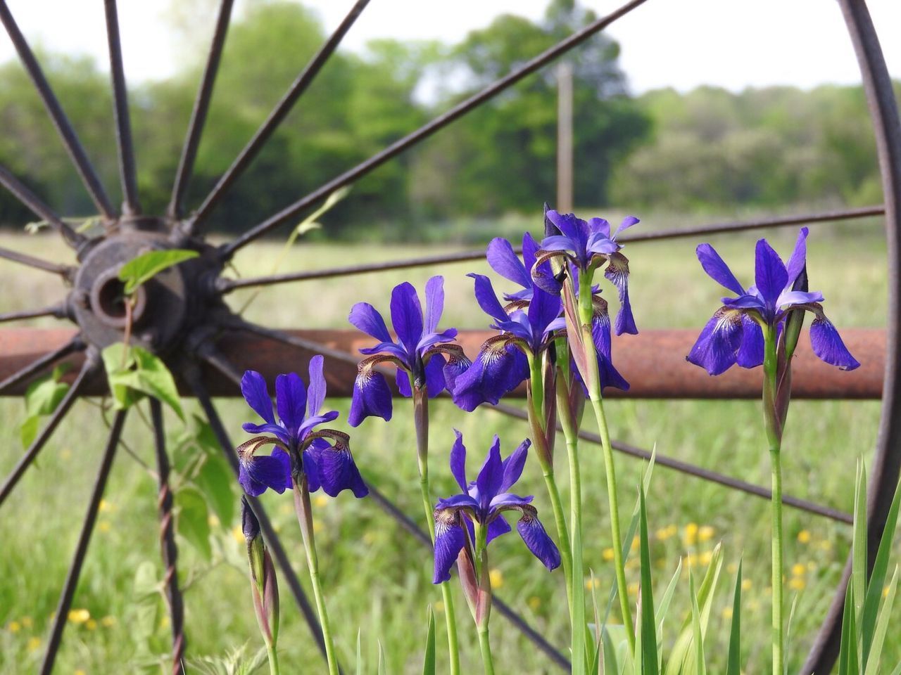 CLOSE-UP OF PURPLE FLOWERS IN FIELD