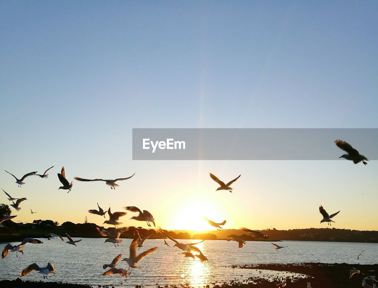 Seagulls flying over sea against clear sky