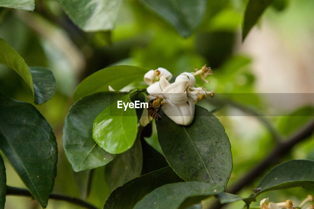 CLOSE-UP OF INSECT ON FLOWER PLANT