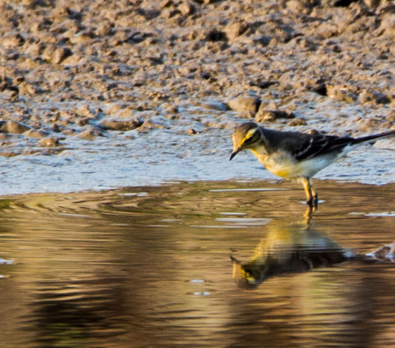 VIEW OF BIRDS IN WATER