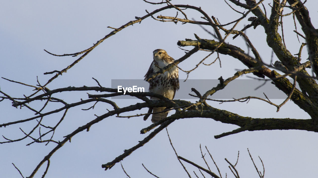 LOW ANGLE VIEW OF EAGLE PERCHING ON TREE