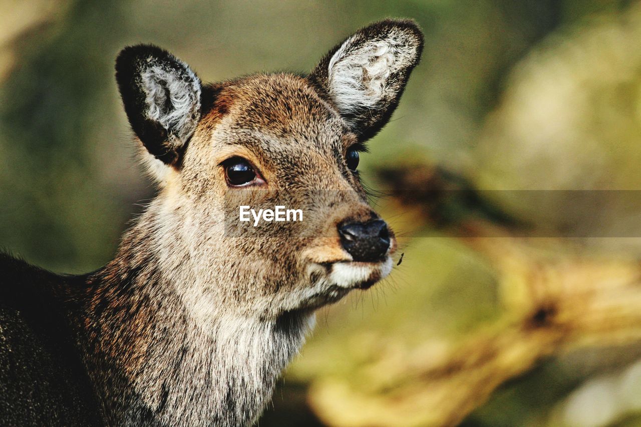 Close-up of deer