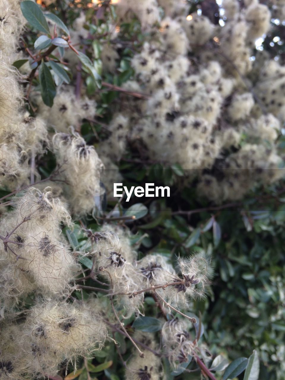 CLOSE-UP OF PLANT GROWING OUTDOORS