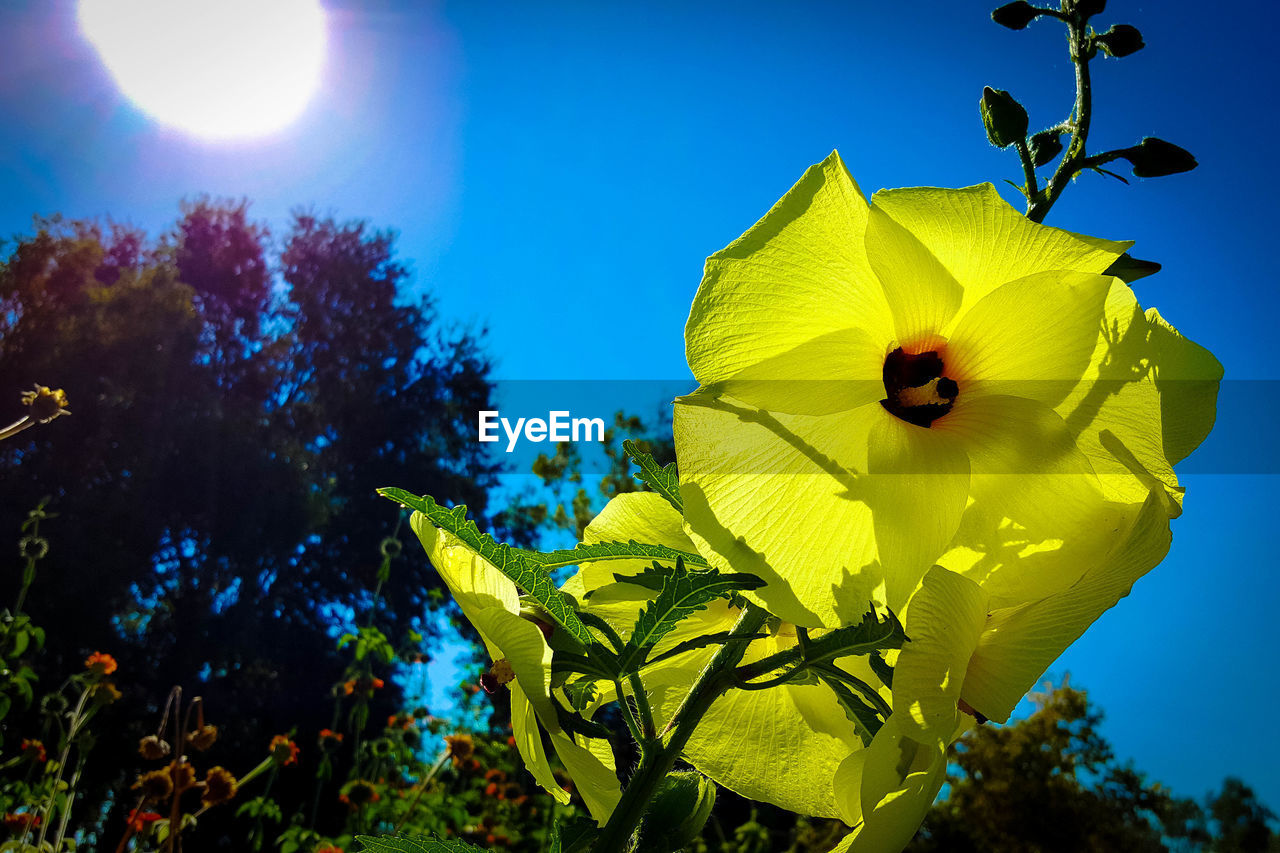 Close-up of yellow flowers against blue sky