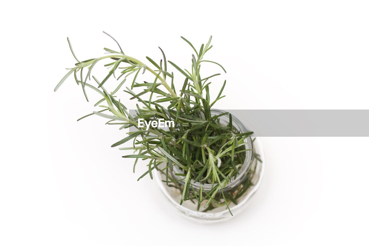 CLOSE-UP OF FRESH GREEN PLANT AGAINST WHITE BACKGROUND AGAINST SKY