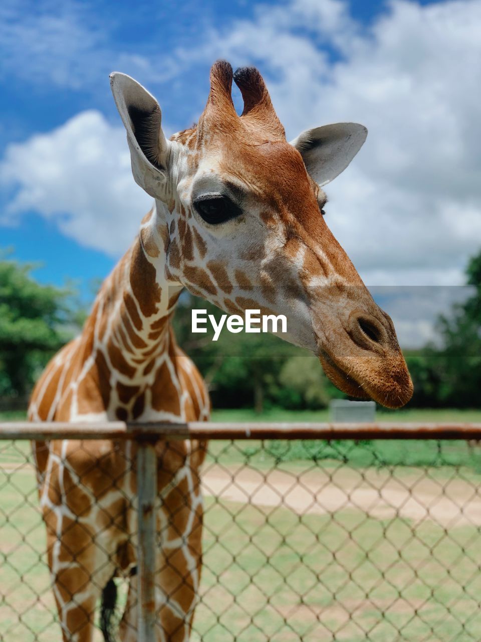 Low angle view of giraffe against sky. wildlife in calauit coron palawan philippines