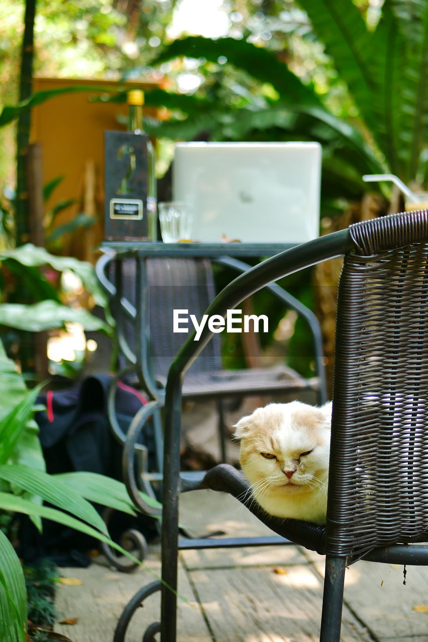 CAT SITTING ON CHAIR AGAINST WALL