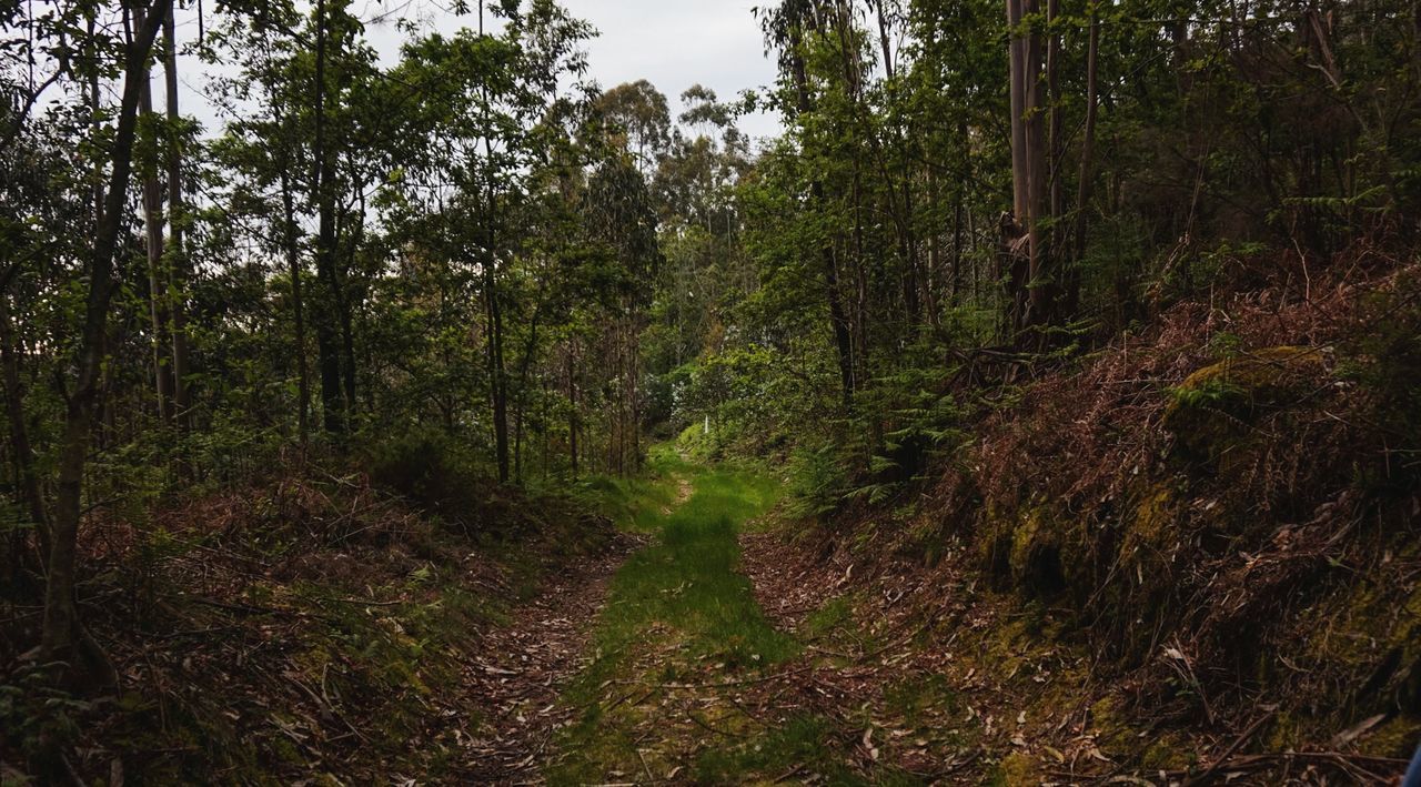 TREES GROWING IN FOREST