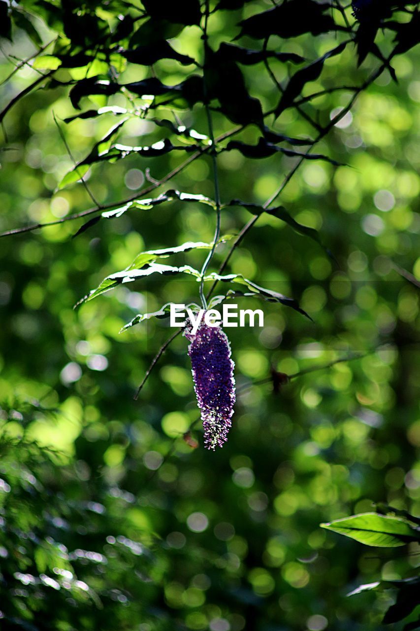 CLOSE-UP OF PURPLE FLOWERING PLANTS