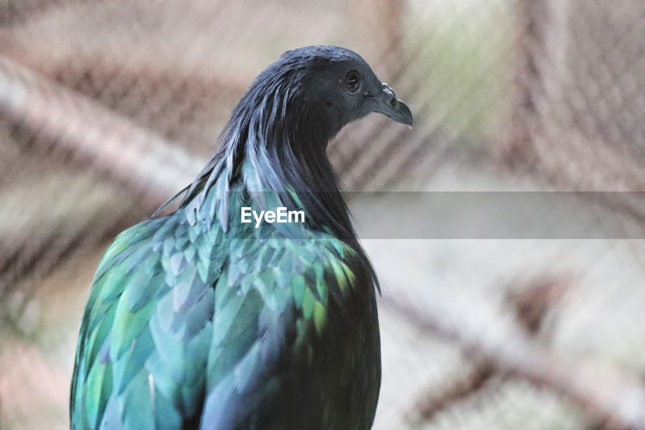 CLOSE-UP SIDE VIEW OF A BIRD