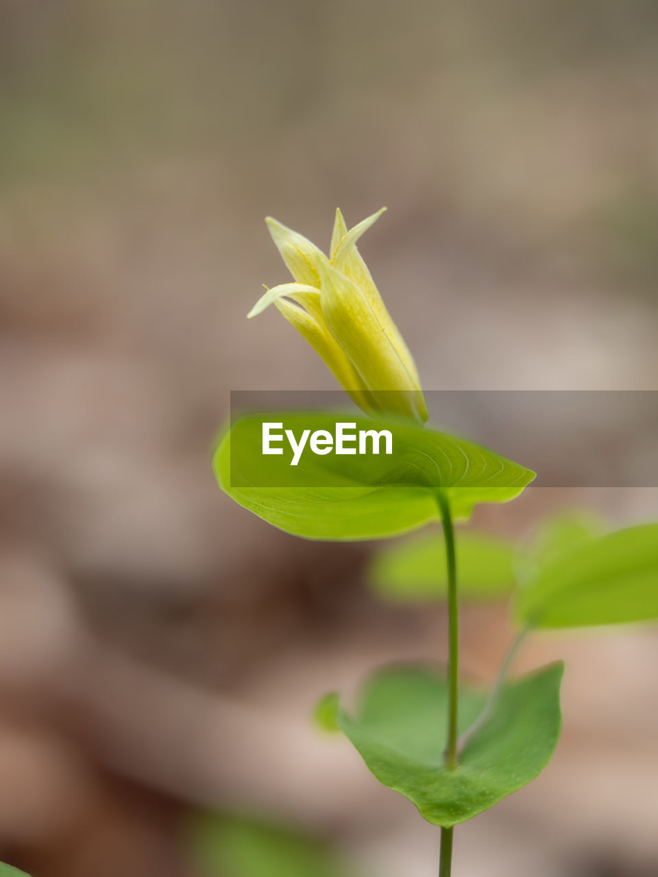 plant, green, plant part, leaf, yellow, growth, beauty in nature, nature, flower, close-up, freshness, flowering plant, focus on foreground, fragility, plant stem, no people, macro photography, outdoors, beginnings, day, petal, springtime, selective focus, bud, flower head, wildflower