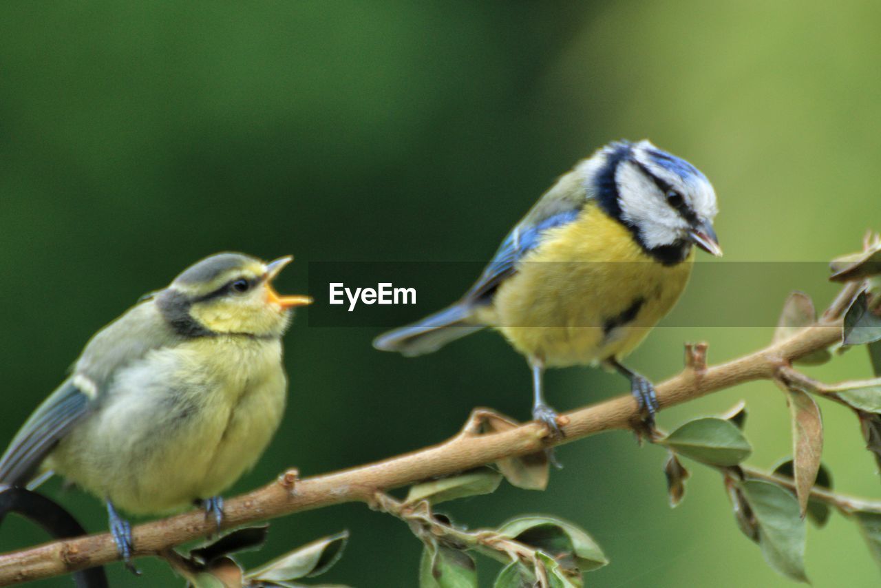 animal themes, animal, bird, animal wildlife, wildlife, perching, beak, branch, tree, group of animals, nature, two animals, plant, songbird, focus on foreground, no people, beauty in nature, outdoors, day, full length, close-up, yellow