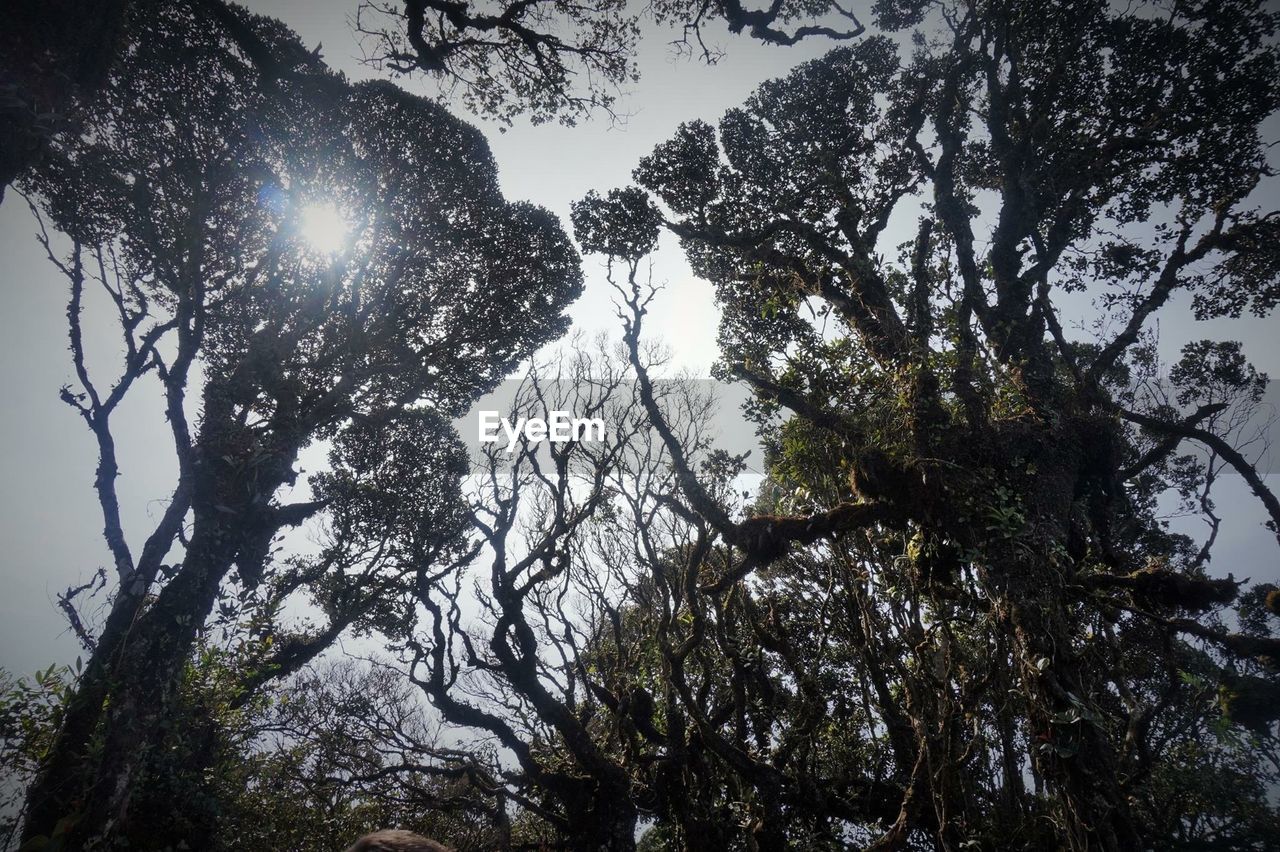 LOW ANGLE VIEW OF TREES AGAINST SKY